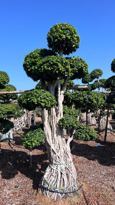Ficus Microcarpa Bonsai - 3 meters (Multiple Round Head)